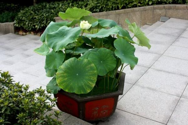 盆栽荷花的種植方法，5步即可完成荷花的種植