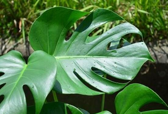 龜背竹怎么澆水，龜背竹澆水方法