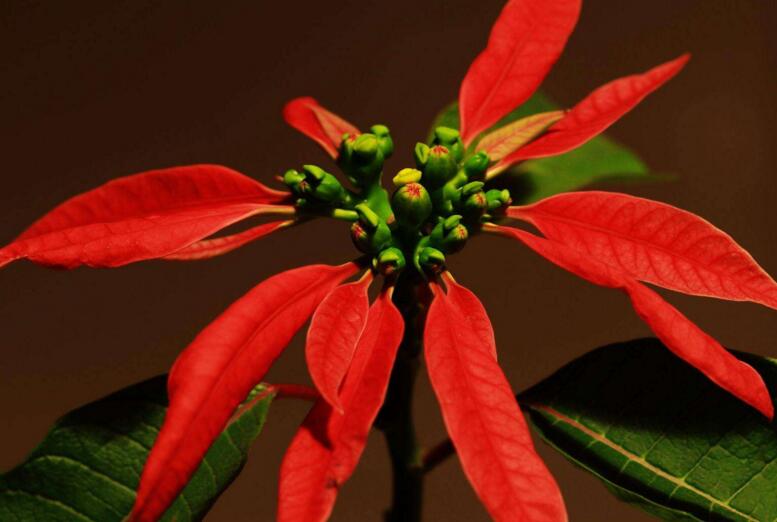 一品紅有沒(méi)有毒，有毒和無(wú)毒的說(shuō)法