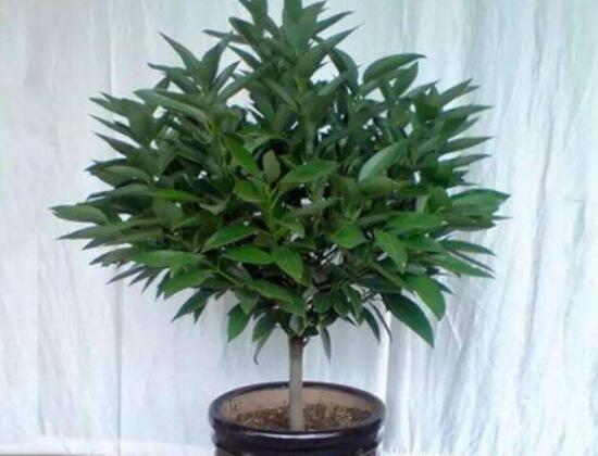 平安樹怎么養(yǎng)才茂盛，平安樹的養(yǎng)殖方法