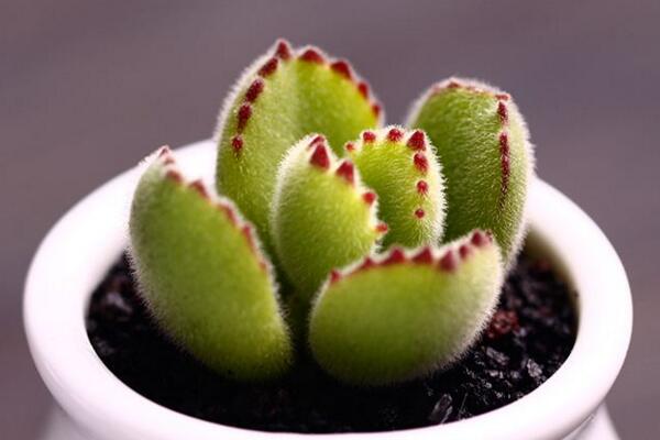 熊童子怎么澆水，熊童子四季澆水方法