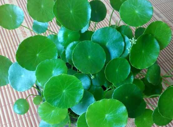 土培銅錢草怎么養(yǎng)，掌握八點因素就可以爆盆了（適合新手）