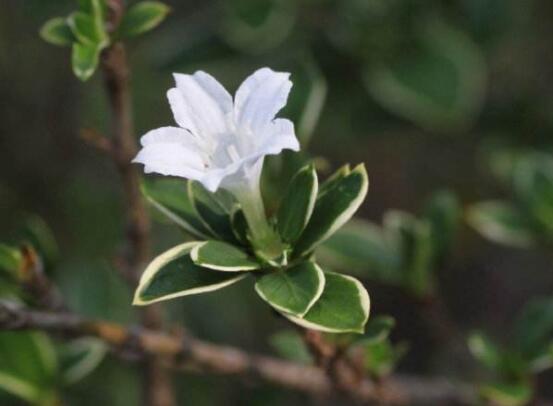 金邊六月雪幾月開花，每年六月份含苞盛放/潔白如雪