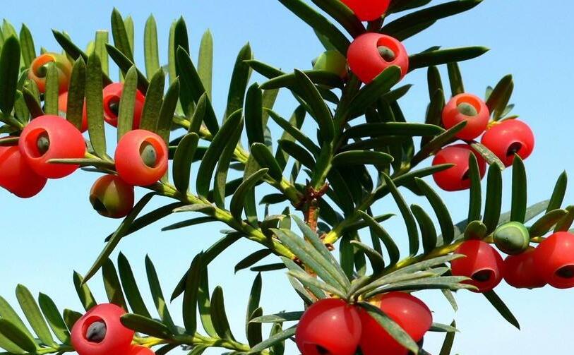 紅豆杉的修剪方法圖，注意抹芽、摘心、短截的區(qū)別