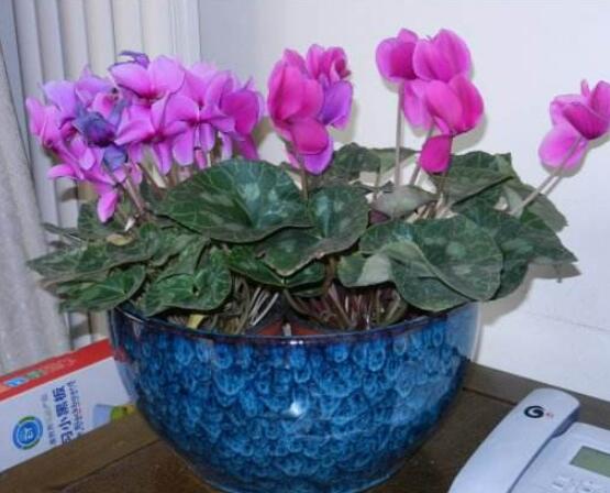 仙客來休眠后怎樣催芽，及時降溫、適當(dāng)遮陰/保持盆土微濕潤