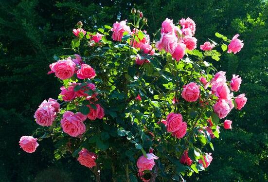 月季花幾月栽培最適宜，4-5月或9-10月是最佳時間