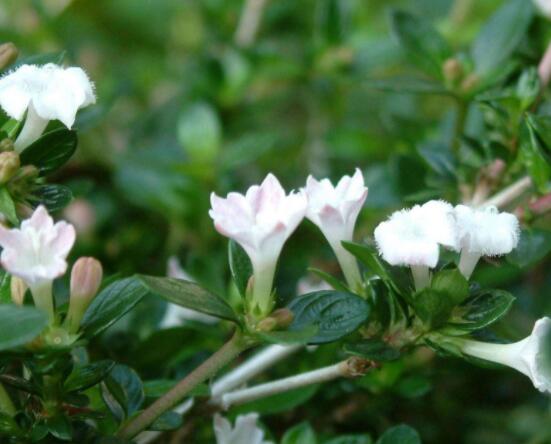 六月雪養(yǎng)殖技術(shù)，老農(nóng)總結(jié)六點(diǎn)必要養(yǎng)護(hù)方法(枝葉翠綠)