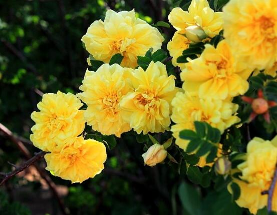 薔薇花的養(yǎng)殖方法，掌握八大方法就可養(yǎng)好