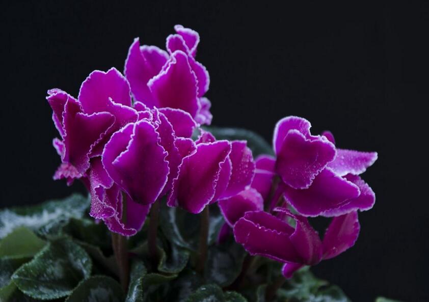 仙客來(lái)夏季的管理方法，適宜的環(huán)境很重要