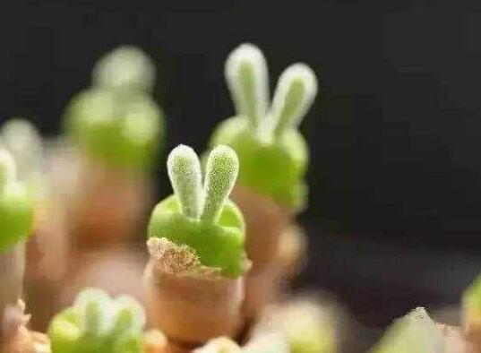 碧光環(huán)用什么樣的土，最好配制適合植物生長的透氣土壤