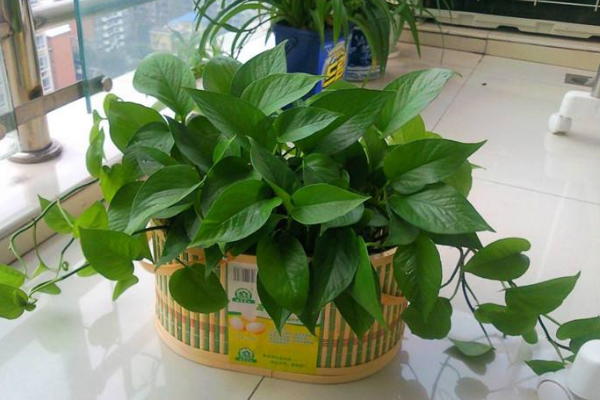 綠蘿葉子發(fā)黑怎么辦，四種原因以及解決辦法