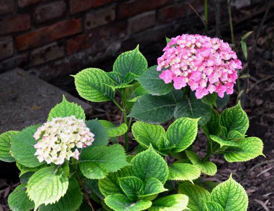 繡球花什么時候開花，繡球花一年開幾次花