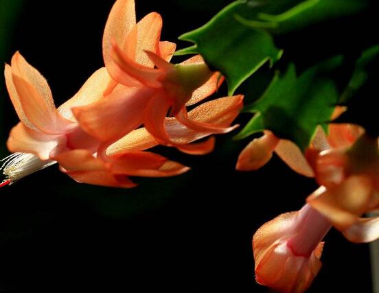 蟹爪蘭不開花怎么辦，做好六個要點花開爆盆