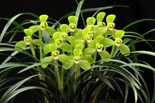 豆瓣蘭和春蘭的區(qū)別，葉片/花朵/株型/分布地區(qū)等不同