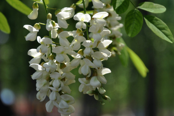 洋槐花有毒嗎，全株都不存在任何毒性