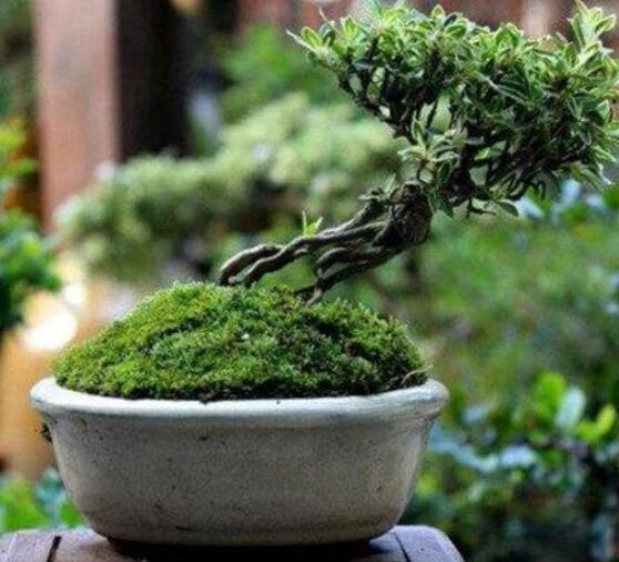 六月雪用什么土，盤點最佳盆土比例配制(沙質(zhì)土壤最佳)