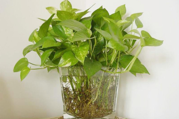 水培綠蘿葉子發(fā)黃怎么辦，勤換水控光溫