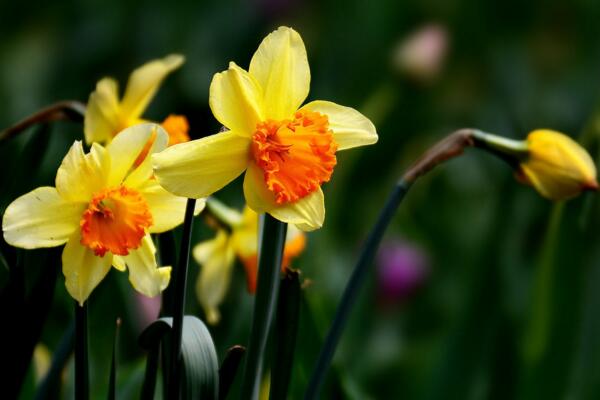 洋水仙和水仙有什么區(qū)別，最主要的5個區(qū)別