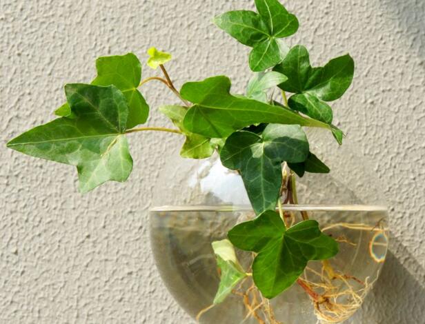 常春藤怎么水培，勤換水并且第一次要澆透營養(yǎng)液