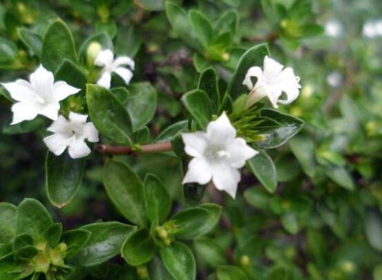 六月雪花期，六月雪花期持續(xù)達(dá)60天(5-7月份)