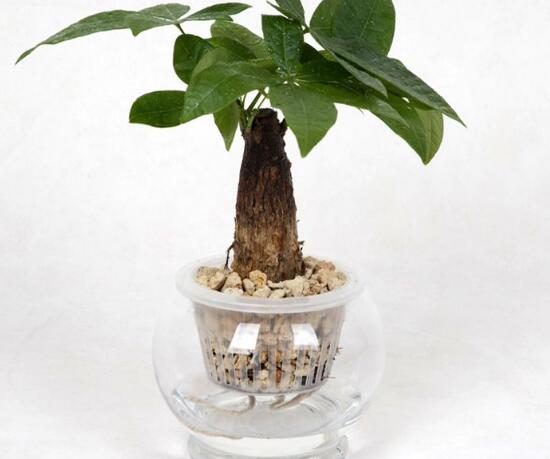 發(fā)財樹能水培嗎，教你快速學會發(fā)財樹水培方法