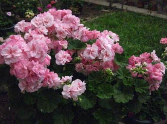 天竺葵可以水培嗎，天竺葵水培方法