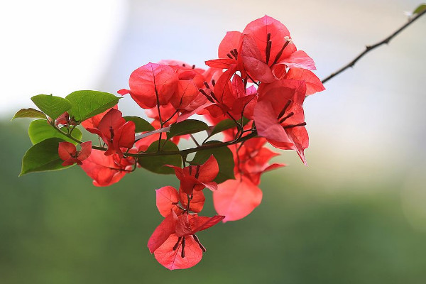 三葉梅的養(yǎng)殖方法和注意事項(xiàng)，每年春季要換土換盆