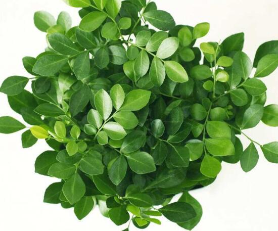 九里香怎么養(yǎng)，九里香的養(yǎng)殖方法