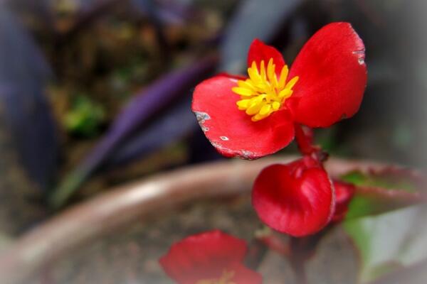 怎樣養(yǎng)好海棠花，海棠花養(yǎng)殖5大要點(diǎn)