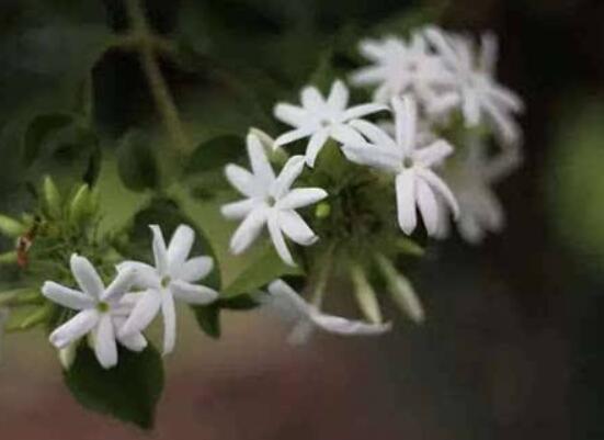 茉莉適合放在室內(nèi)嗎，非常適合/心情愉悅、改善睡眠