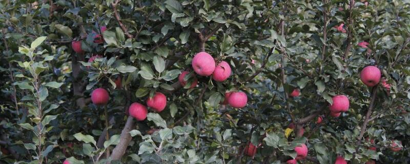 一顆蘋果樹能授粉嗎