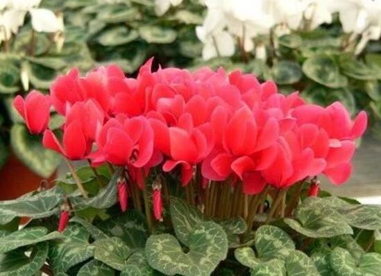 仙客來花莖發(fā)蔫彎下來，仙客來花倒下怎么辦