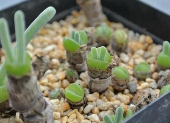 碧光環(huán)爛根怎么辦，兩種爛根防治方法/及時(shí)脫盆修剪消毒