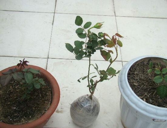 月季花怎么修剪，月季花的修剪方法