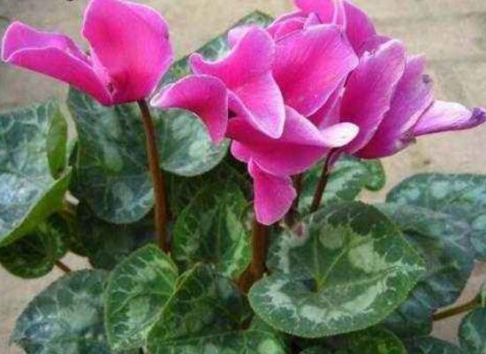 仙客來的風(fēng)水作用，仙客來的功效與作用