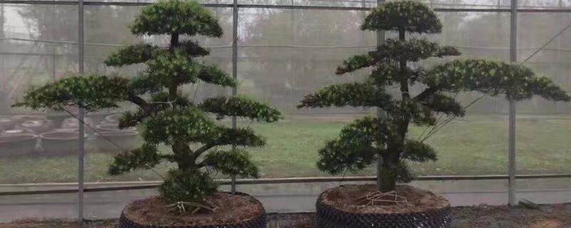 直桿羅漢松怎樣造型