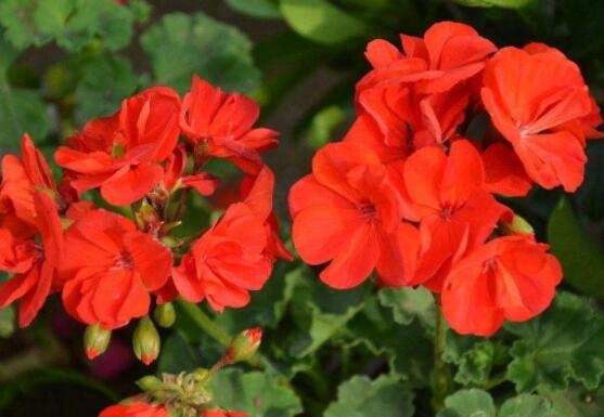 天竺葵最貴的品種，每個品種都獨具一格