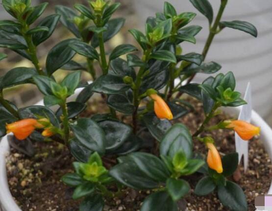 金魚(yú)吊蘭好養(yǎng)嗎，選擇好盆土是關(guān)鍵/施肥澆水光照合適