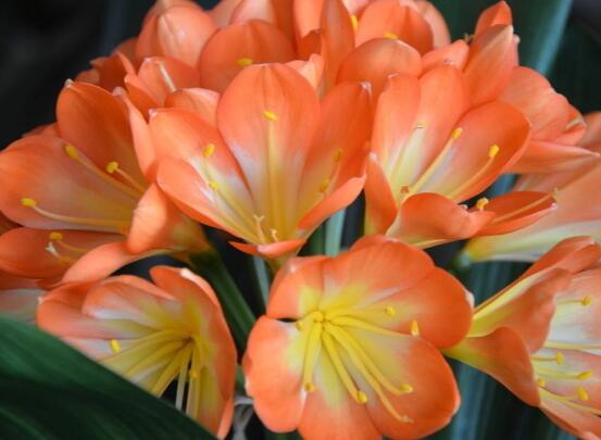 關(guān)于君子蘭開(kāi)花的迷信說(shuō)法是造謠的，君子蘭的風(fēng)水作用介紹