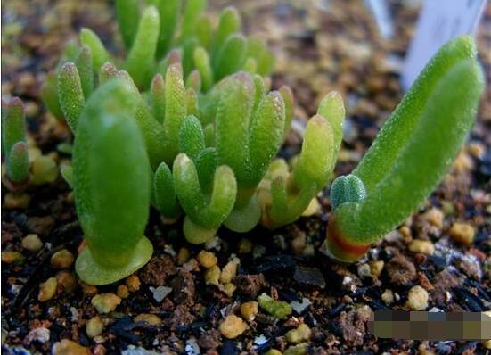 碧光環(huán)種植方法，擇健康種子、保水保肥土壤/淺盆為主