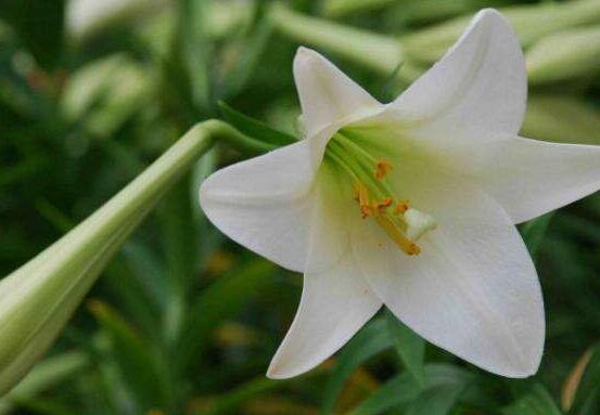 哪種百合花最香，白、黃、粉、狐尾百合香飄四溢