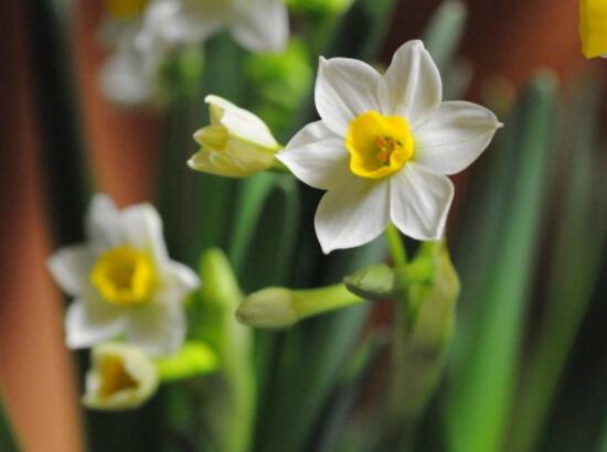 水仙花的葉子有毒嗎，誤食導(dǎo)致嘔吐、腹痛(全株有毒)