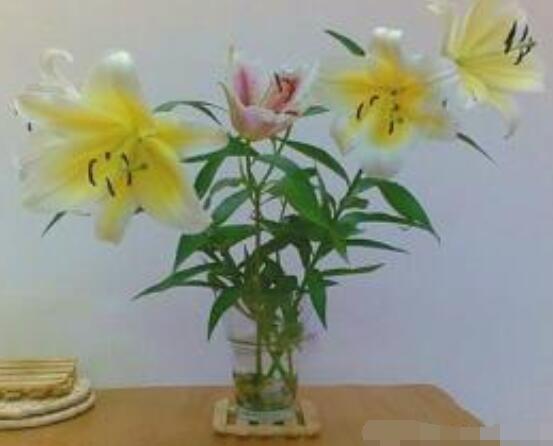百合花養(yǎng)水里能活多久，做好五個(gè)要點(diǎn)可存活百日以上