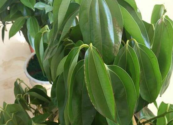 平安樹葉子耷拉怎么辦，三種原因以及解決辦法