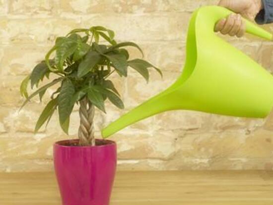 發(fā)財樹多久澆一次水，發(fā)財樹澆水的正確方法