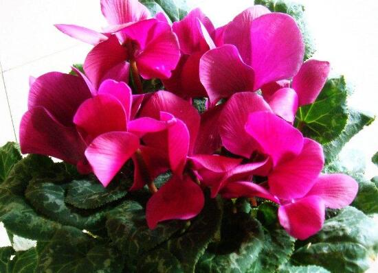 仙客來花莖發(fā)蔫彎下來，仙客來花倒下怎么辦