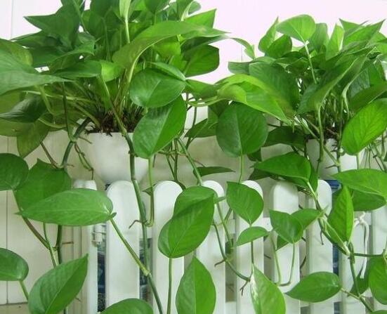 綠蘿不長葉原因，做好澆水、施肥、光照養(yǎng)護(hù)條件