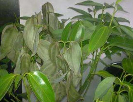 平安樹爛根還有救嗎，平安樹爛根了怎么辦