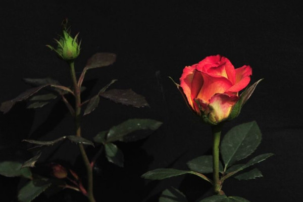 圣誕節(jié)送什么花，玫瑰花/圣誕百合/勿忘我/康乃馨