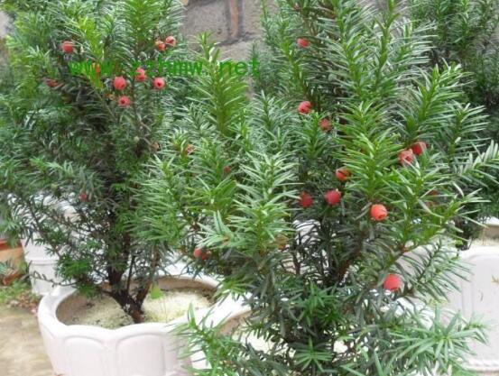 紅豆杉怎么修剪，紅豆杉修剪方法